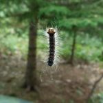 Gypsy Moth caterpillar